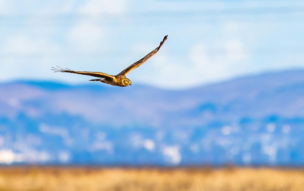 Submission by The Society of Irish Foresters  to  The Public Consultation on the Draft Hen Harrier Threat Response Plan, Environmental Report and Natura Impact Statement