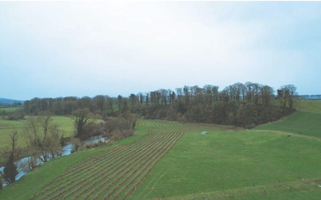 Establishing a New Forest Starting very small with the Native Tree Area scheme