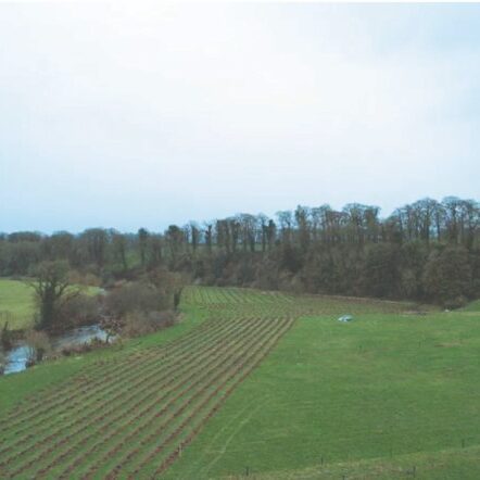 Establishing a New Forest Starting very small with the Native Tree Area scheme